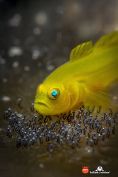 YELLOW GOBY WITH EGGS by Raffaele Livornese 